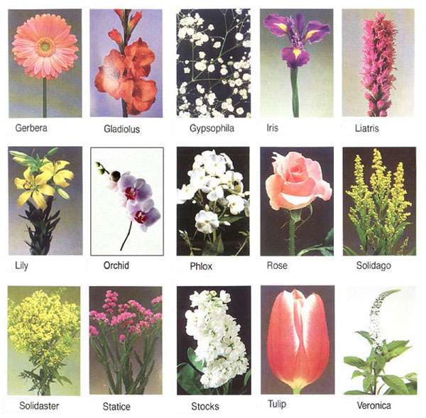 Images Of Flowers With Names