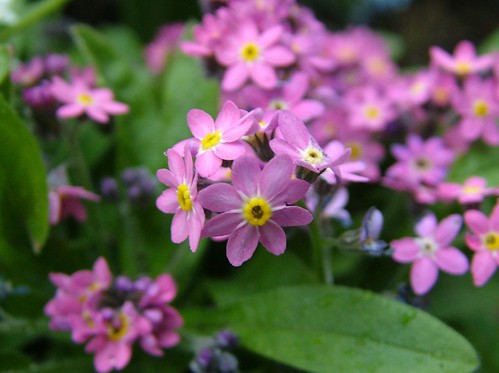 Images Of Flowers With Names