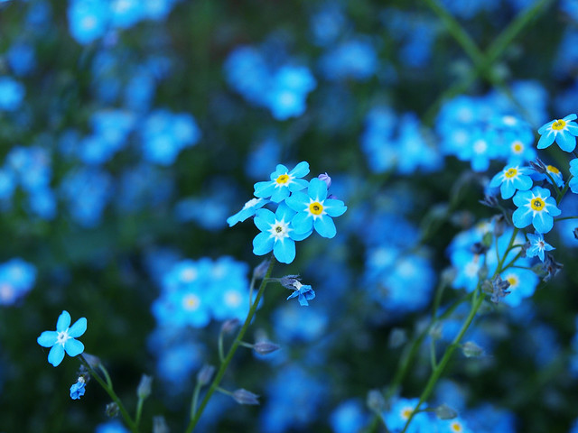 Images Of Flowers With Names