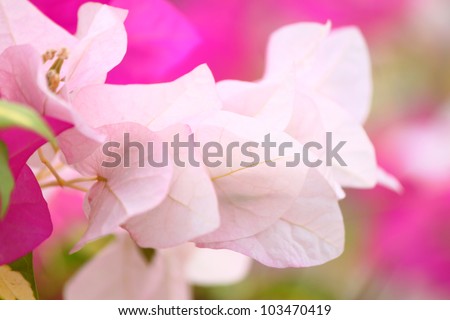 Images Of Flowers With Quotes