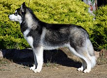 Images Of Huskies Dogs