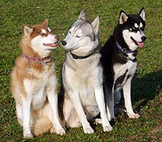 Images Of Huskies Dogs