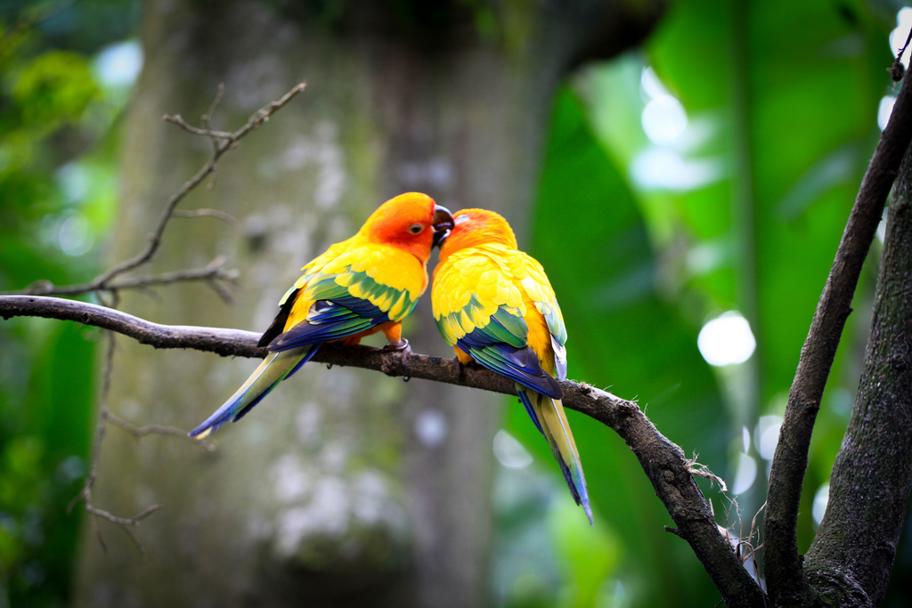 Images Of Lovebirds