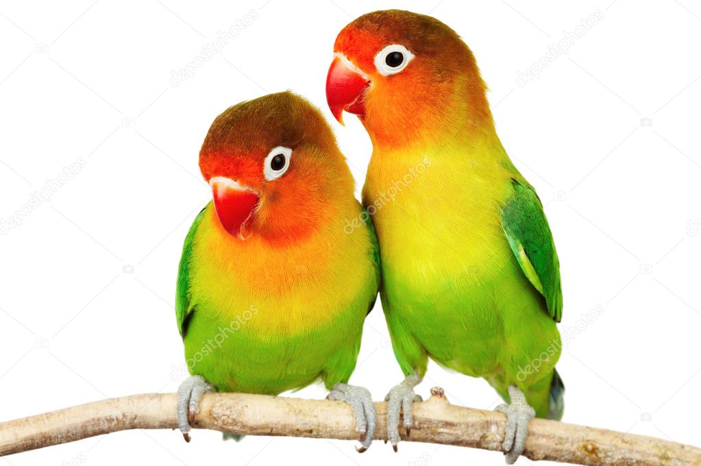 Images Of Lovebirds