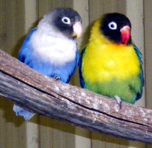 Images Of Lovebirds