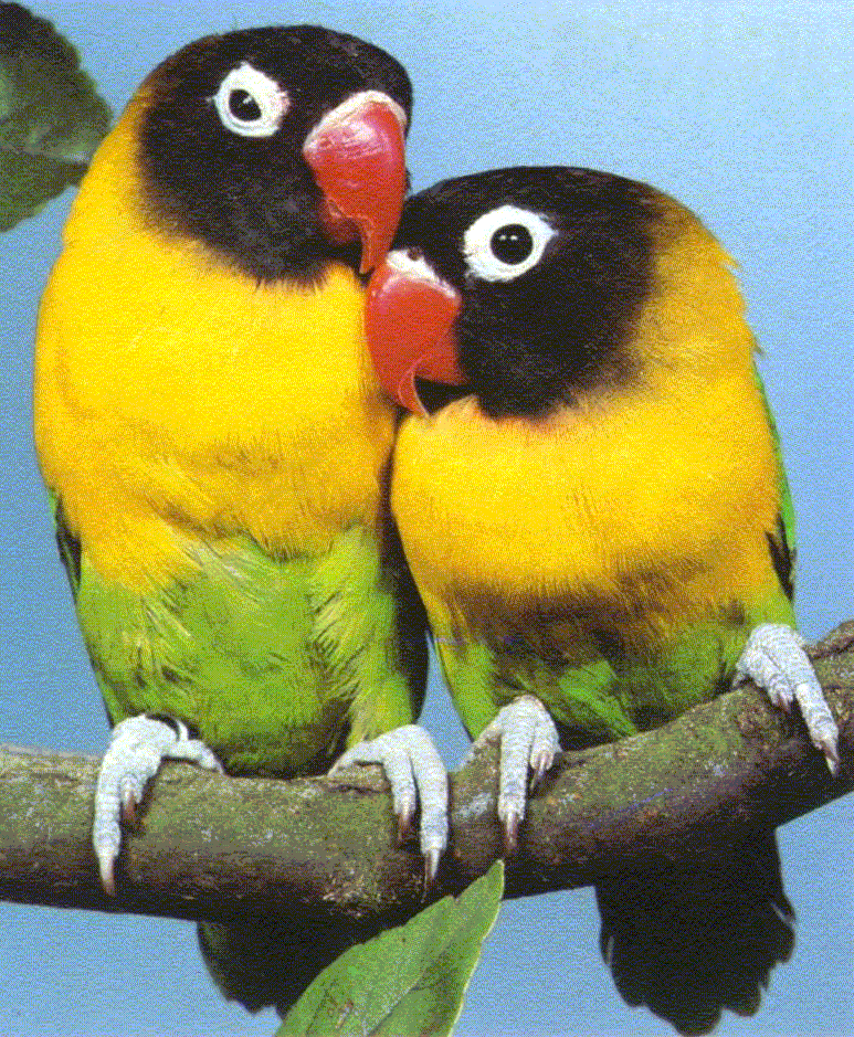 Images Of Lovebirds