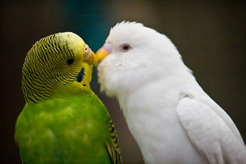 Images Of Lovebirds