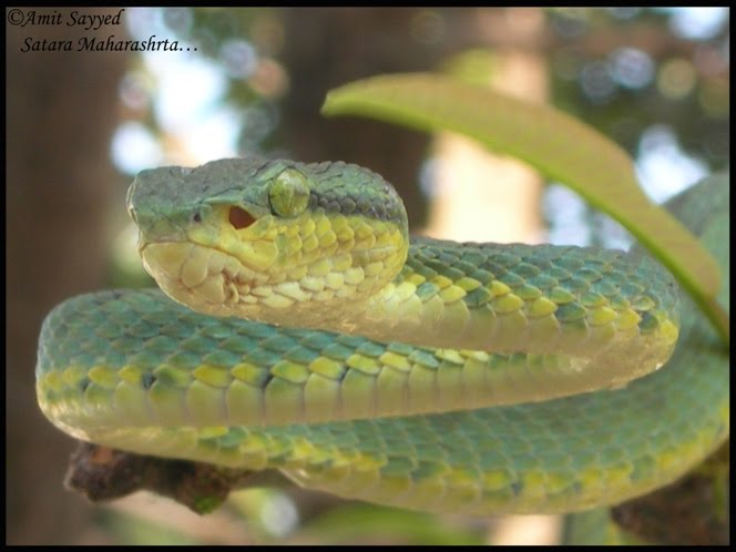 Indian Wild Animals Pictures With Names