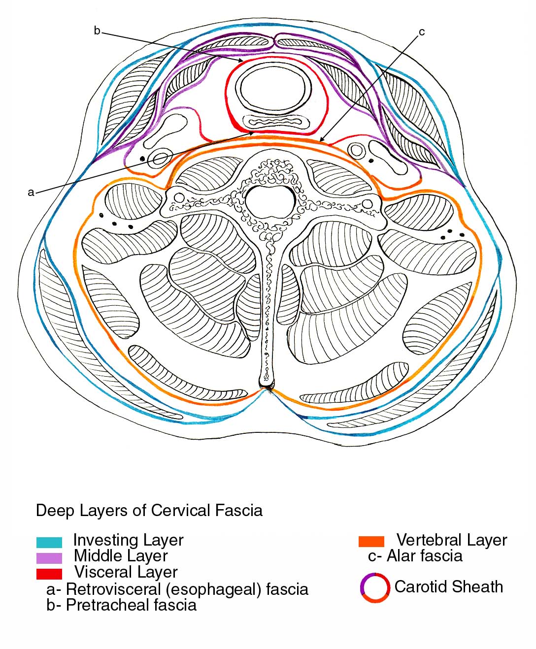 Investing Layer Of Deep Cervical Fascia