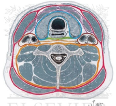 Investing Layer Of Deep Cervical Fascia