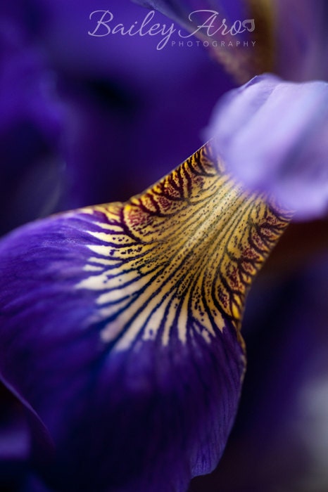 Iris Photography Mn