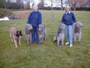 Irish Deerhound Puppies