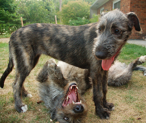 Irish Deerhound Puppies