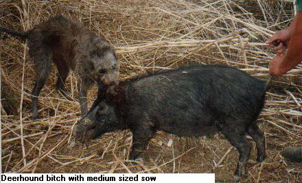 Irish Deerhound Puppies