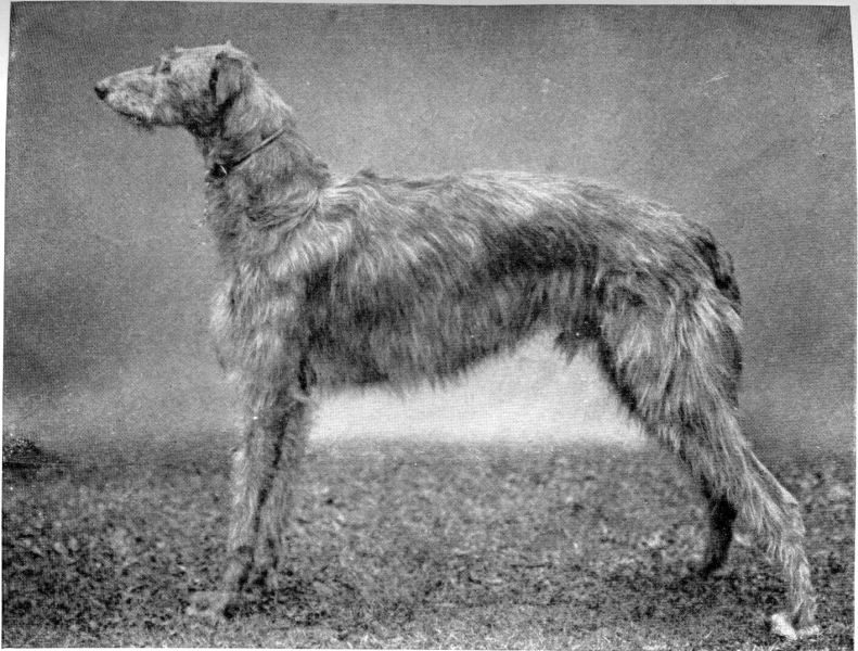 Irish Deerhound Puppies