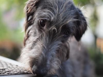 Irish Deerhound Puppies