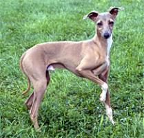 Italian Greyhound