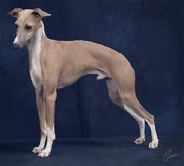 Italian Greyhound