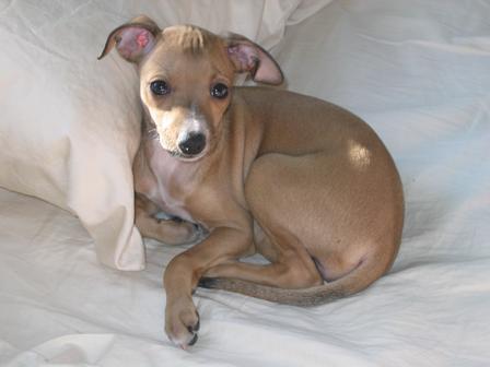 Italian Greyhound