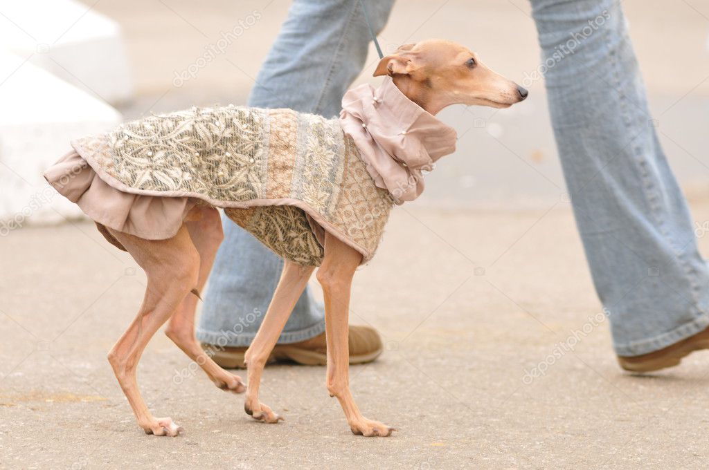 Italian Greyhound