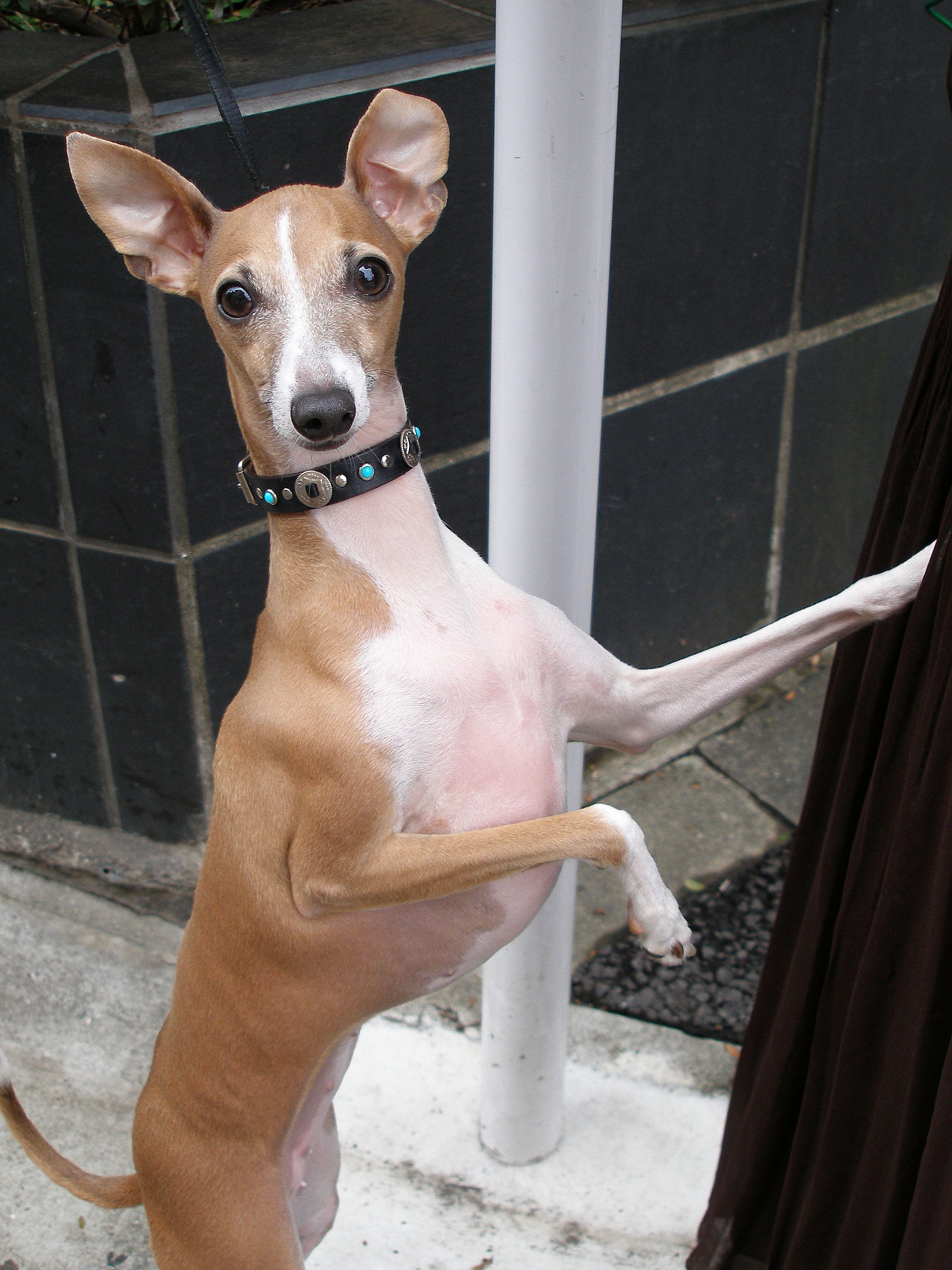 Italian Greyhound