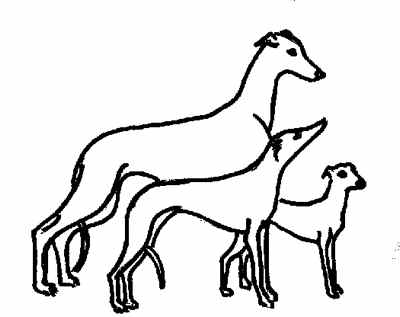 Italian Greyhound And Whippet