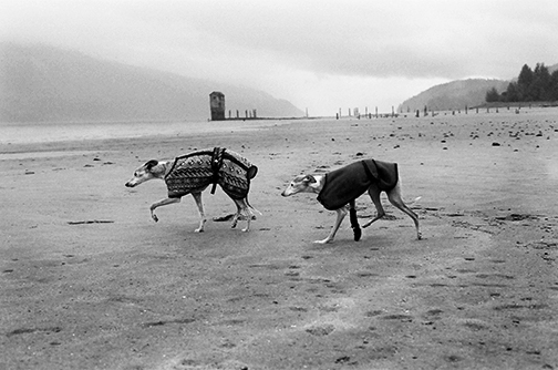 Italian Greyhound And Whippet