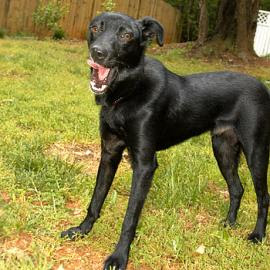 Italian Greyhound And Whippet Mix