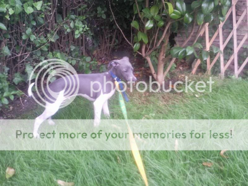 Italian Greyhound And Whippet Mix