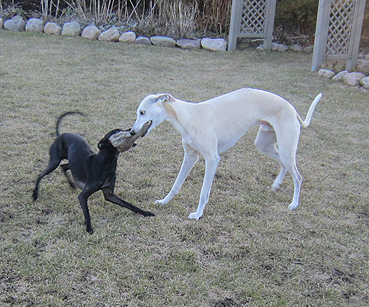 Italian Greyhound And Whippet Mix