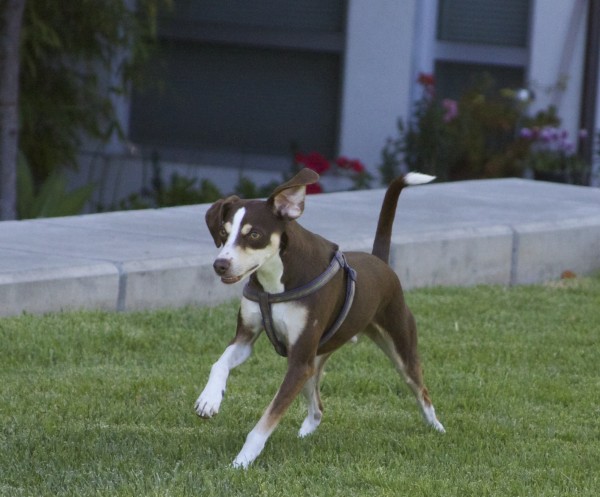 Italian Greyhound And Whippet Mix