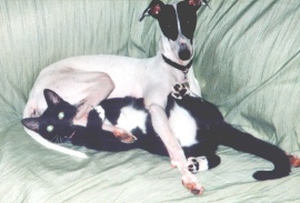 Italian Greyhound And Whippet Mix