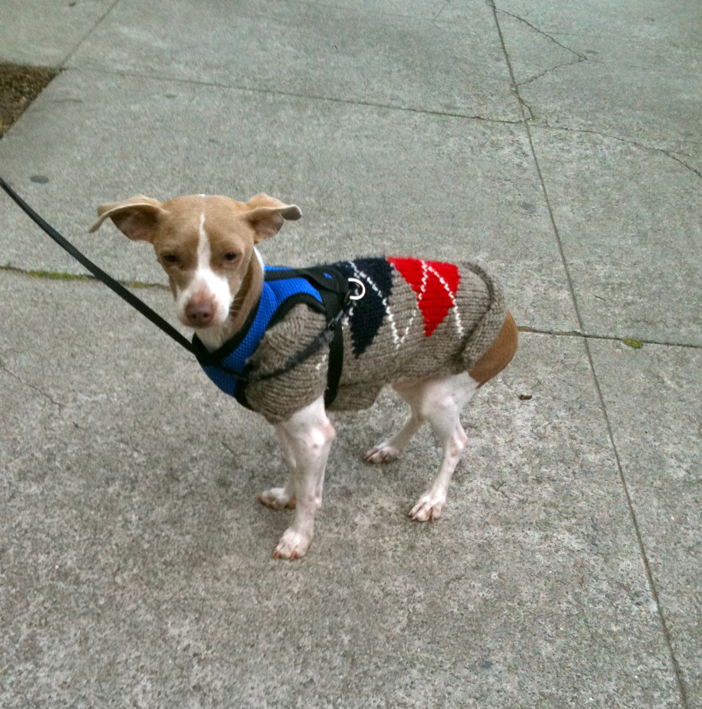 Italian Greyhound Chihuahua Mix