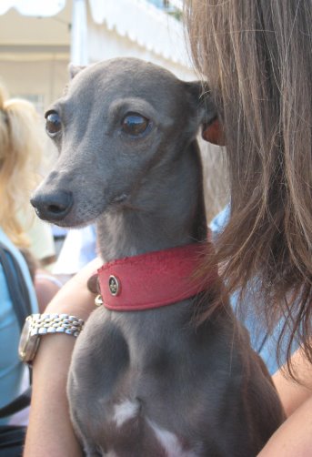 Italian Greyhound Cross