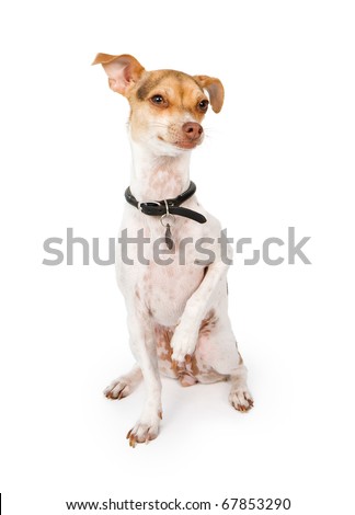 Italian Greyhound Cross