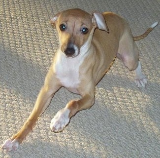 Italian Greyhound Cross