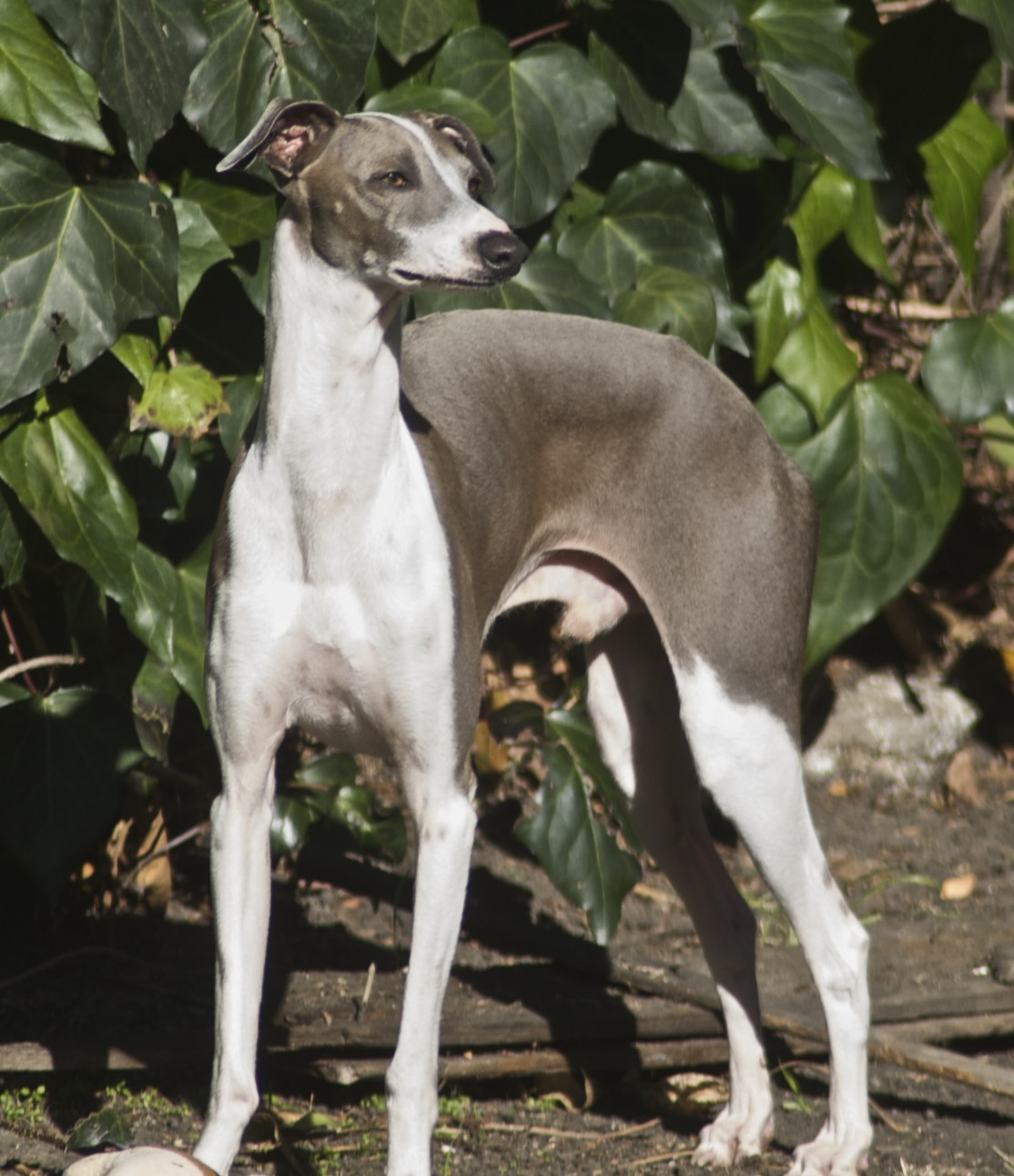 Italian Greyhound Dog