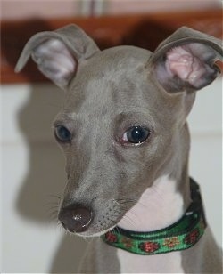 Italian Greyhound Dog Breed Info