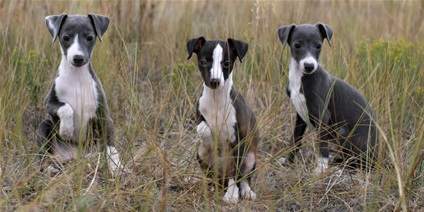 Italian Greyhound Dog Breed Info