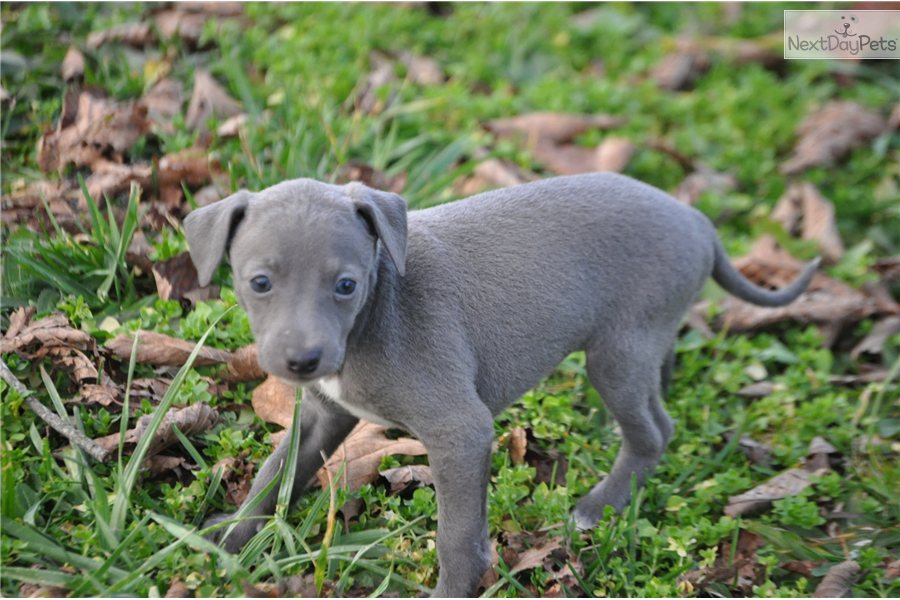 Italian Greyhound For Sale