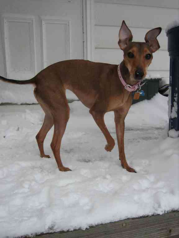 Italian Greyhound Mix