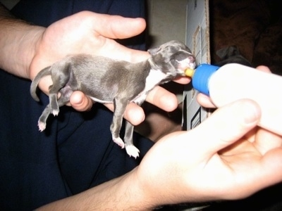 Italian Greyhound Mix Puppies For Sale