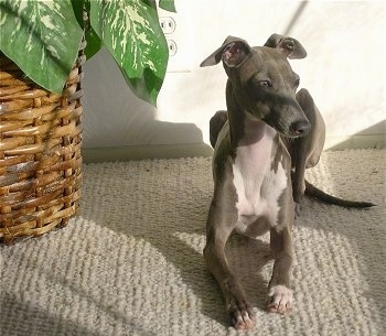 Italian Greyhound Mix Puppies For Sale