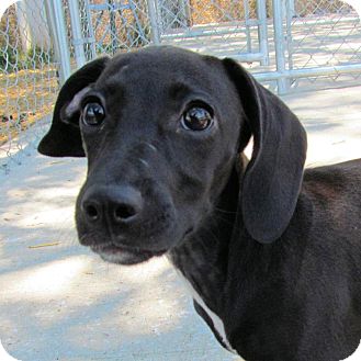 Italian Greyhound Mix Puppies For Sale