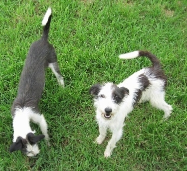 Italian Greyhound Mix Puppies For Sale