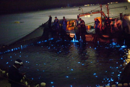 Japanese Firefly Squid