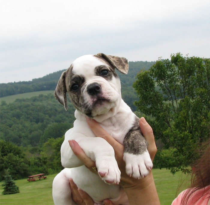 Johnson American Bulldog Puppies For Sale In Florida