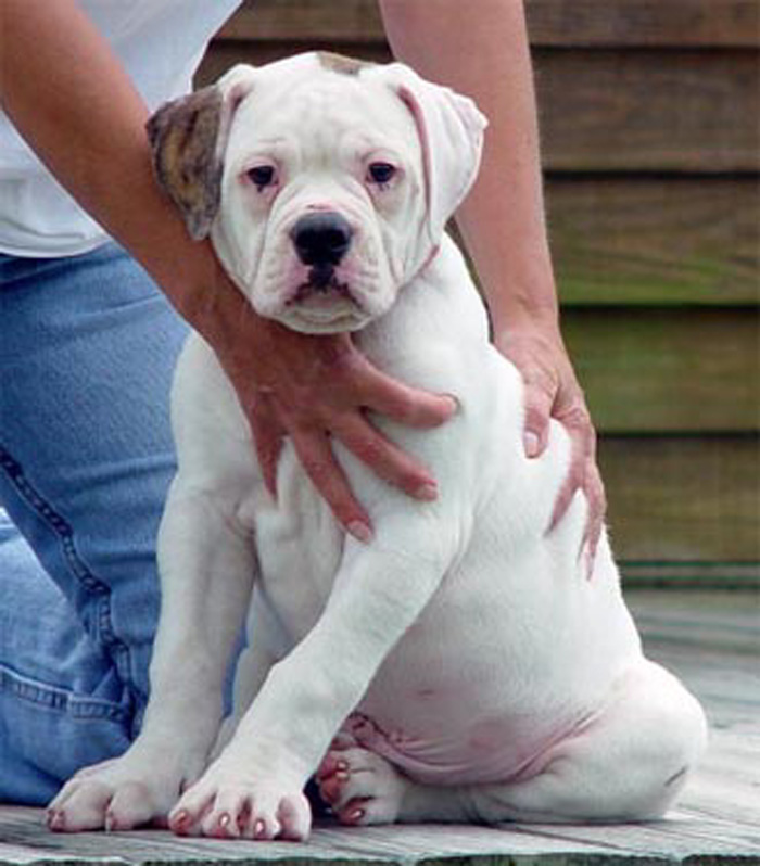 Johnson American Bulldog Puppies For Sale In Louisiana