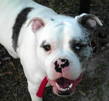 Johnson American Bulldog Puppies For Sale In Louisiana