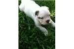 Johnson American Bulldog Puppies For Sale In Texas